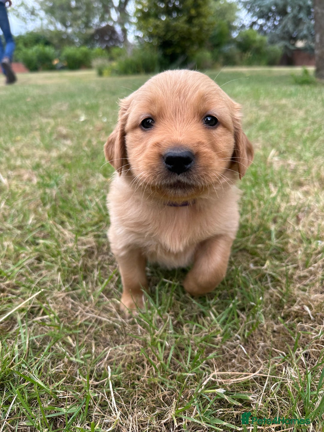 Golden Retriever dogs for sale: 4 KC registered Golden Retriever puppies  - Image 19
