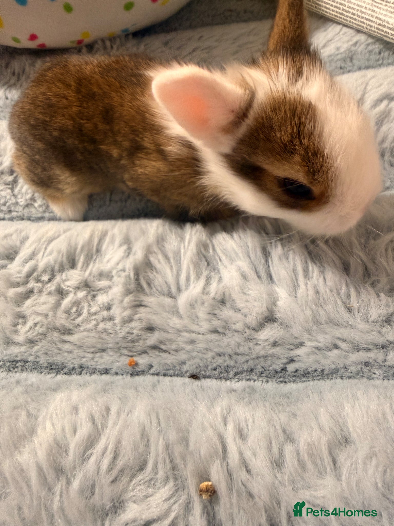 Mixed Breed rabbits for sale: Bunnies for sale - Advert 12