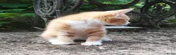 Mixed Breed cats for sale: AMAZING, BEAUTIFUL, CLEVER, HEALTHY KITTENS - Advert 2