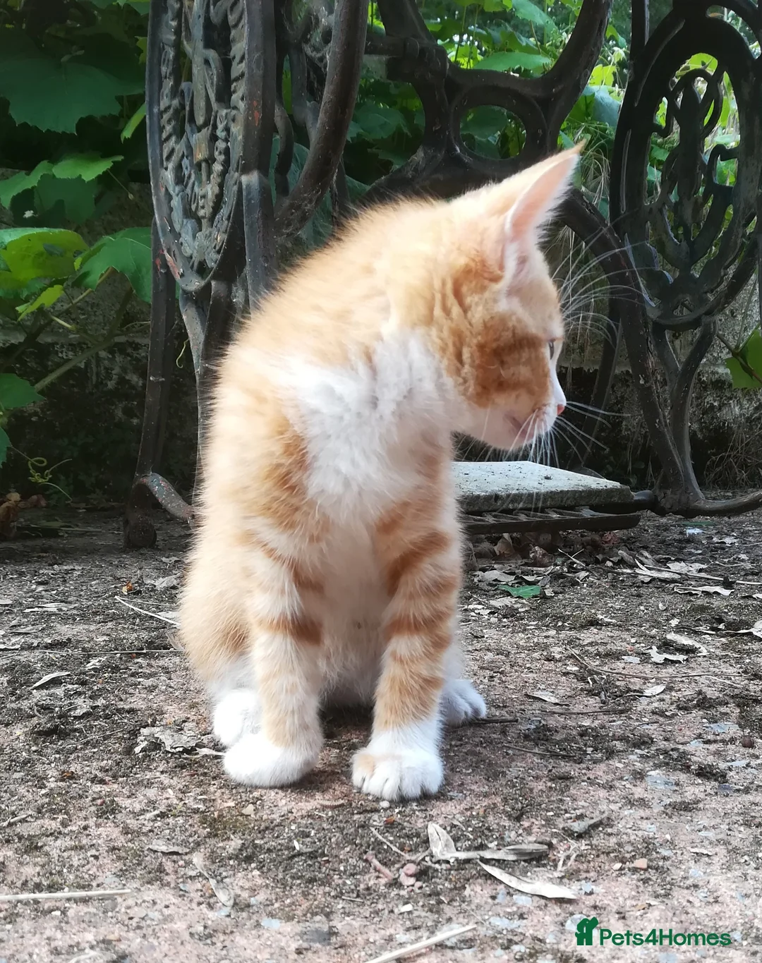 Mixed Breed cats for sale: AMAZING, BEAUTIFUL, CLEVER, HEALTHY KITTENS - Advert 2
