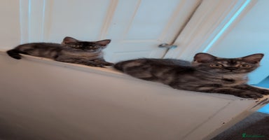 Persian cats - Advert 6