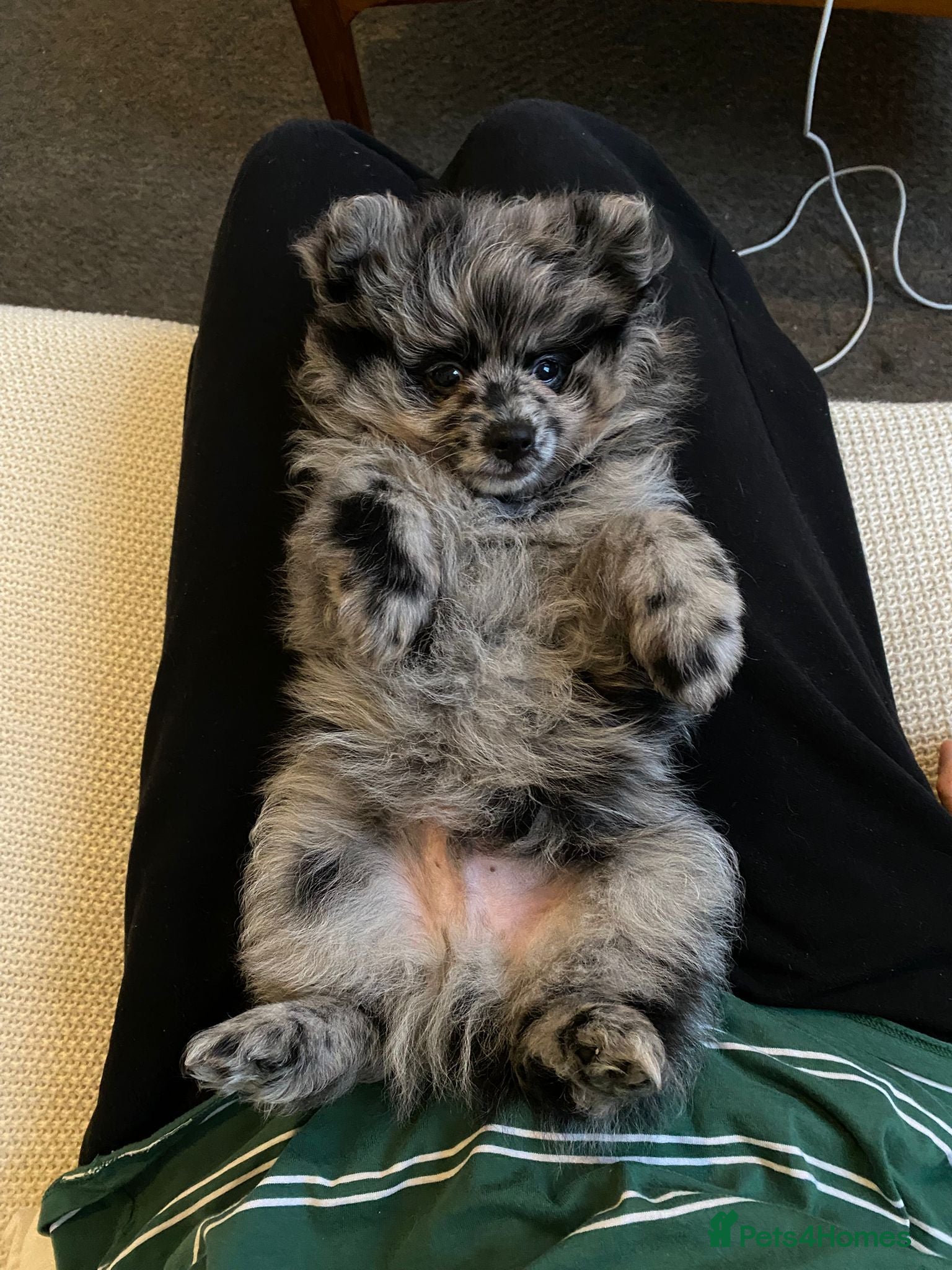 Pomeranian dogs RARE PUREBRED BLUE MERLE PUP (1 time only litter) - Advert 5
