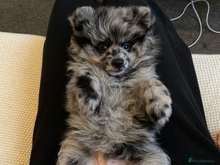 Pomeranian dogs RARE PUREBRED BLUE MERLE PUP (1 time only litter) - Advert 17
