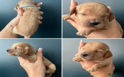 Cockapoo dogs for sale: Third Gen Cockapoos  - Image 11