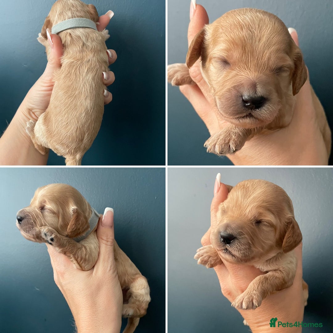 Cockapoo dogs for sale: Third Gen Cockapoos  - Image 11