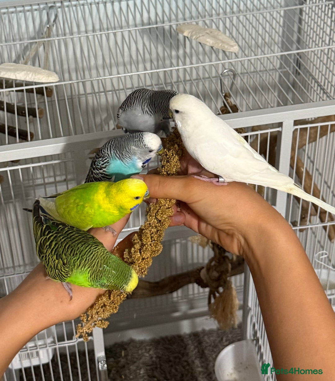 Budgerigars birds for sale: 6 Male Budgies. Tame/ semi-tame. OPEN TO OFFERS - Image 9