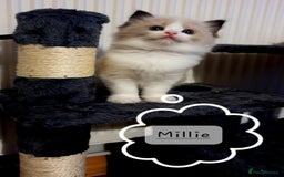 Ragdoll cats for sale: ✨🐾Ragdoll Kittens Ready for Their Loving Homes🐾✨ - Advert 12