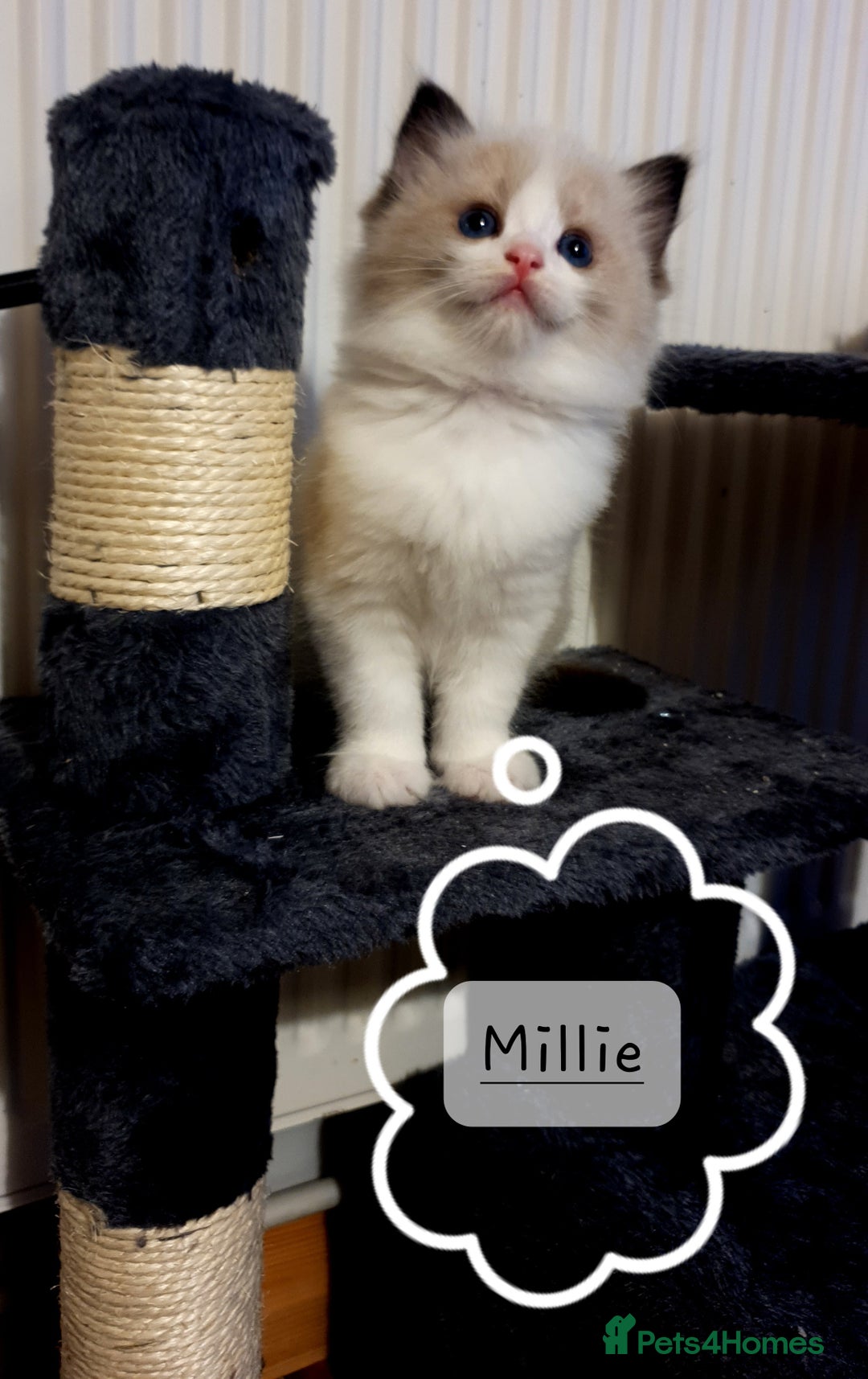 Ragdoll cats for sale: ✨🐾Ragdoll Kittens Ready for Their Loving Homes🐾✨ - Advert 12