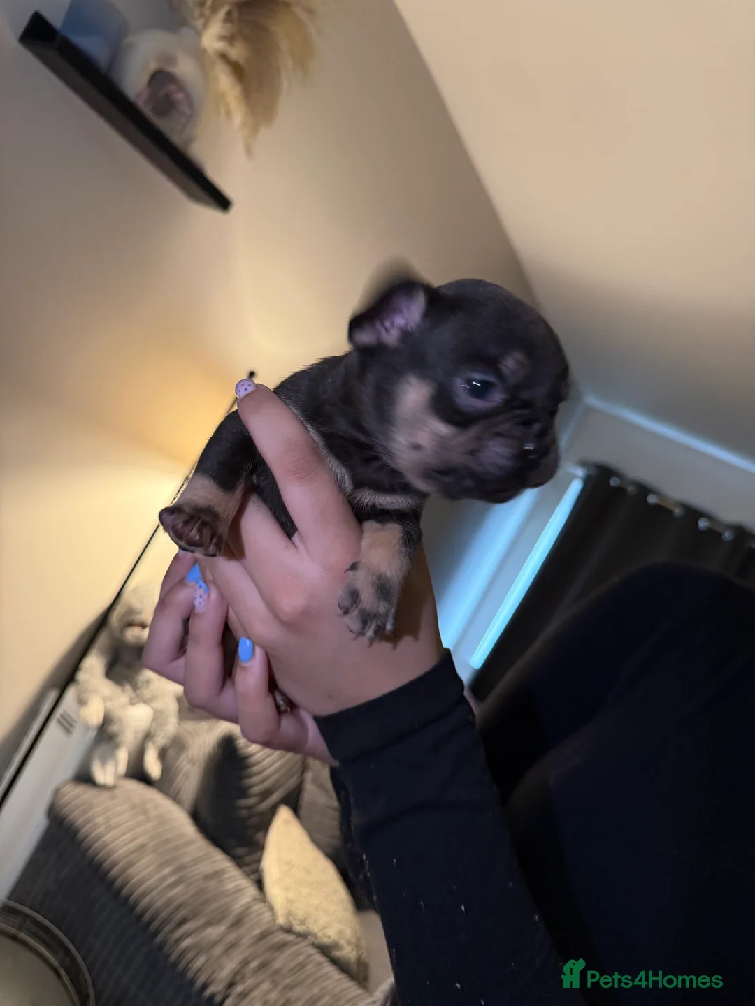 French Bulldog dogs for sale: French bulldog puppies fluffie carriers  - Advert 23