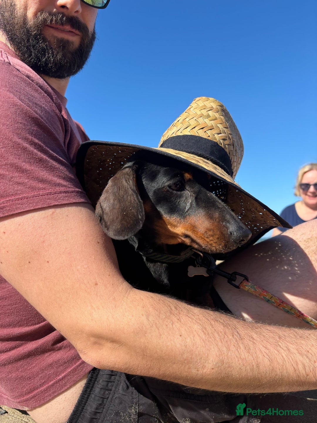 Miniature Dachshund dogs for stud: *Proven Stud*  - Image 4