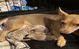 Jack Russell dogs for sale: Wenlock JRT Lilac Bitch (Last one left)  - Image 9