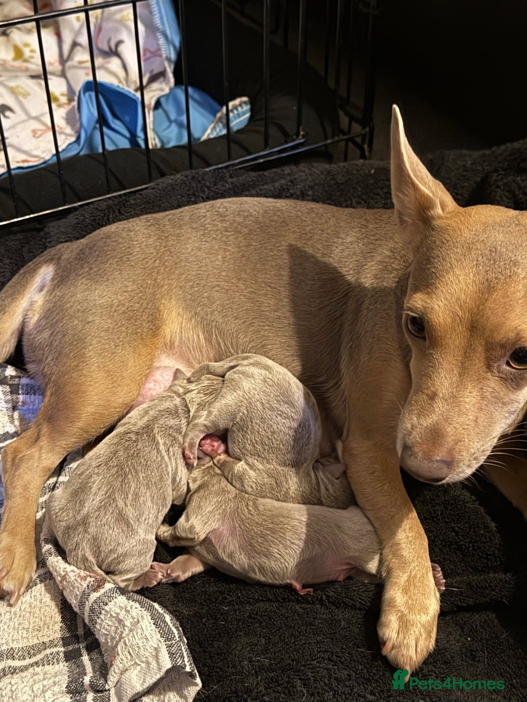 Jack Russell dogs for sale: Wenlock JRT Lilac Bitch (Last one left)  - Image 9