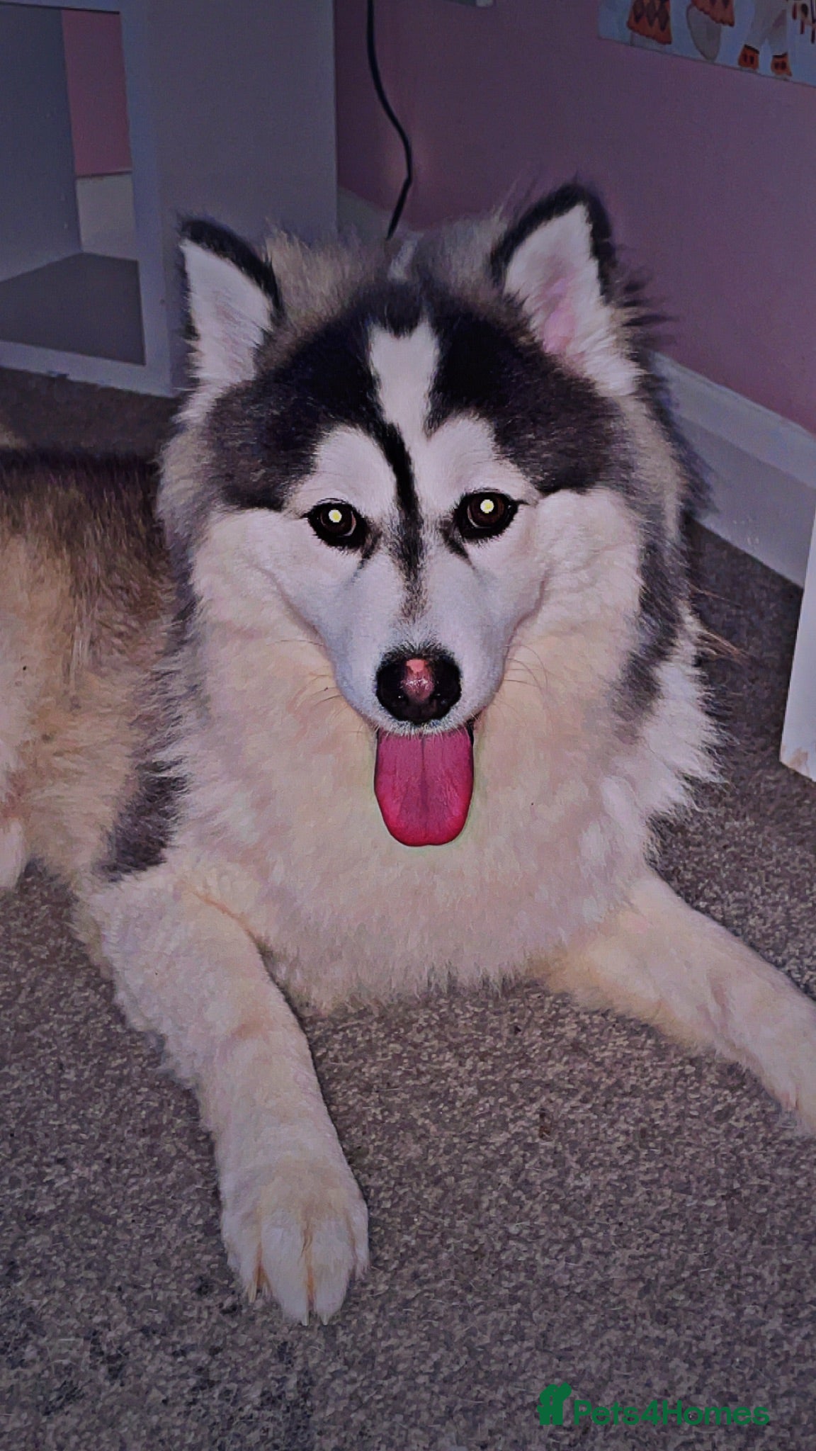 Pomsky dogs POMSKY STUD USA BLOODLINE RARE BLUE - Advert 6