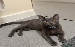 Mixed Breed cats for sale: Russian blue mix for rehome - Image 5