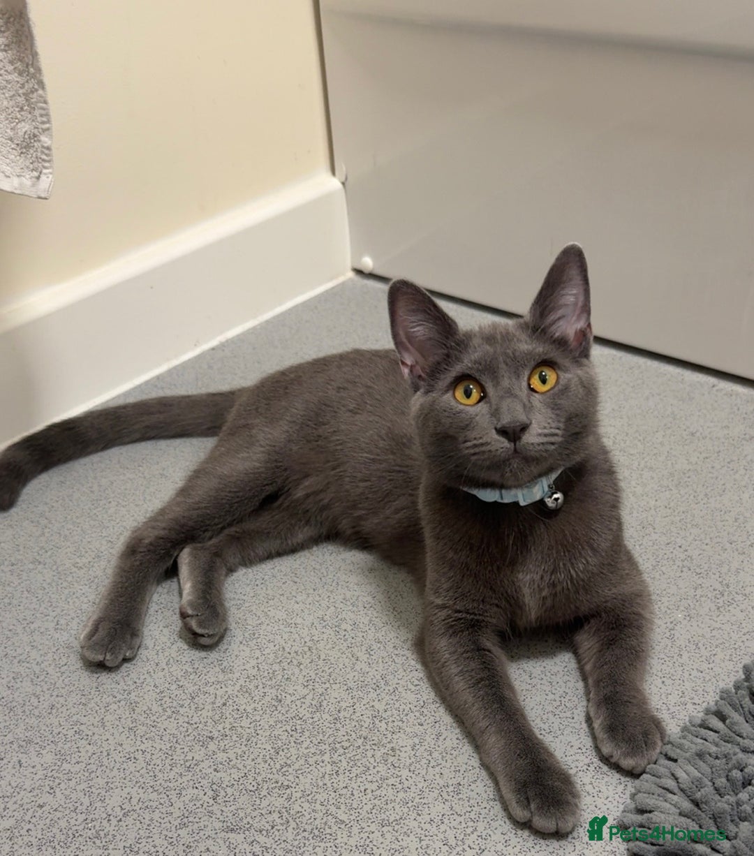Mixed Breed cats for sale: Russian blue mix for rehome - Image 5