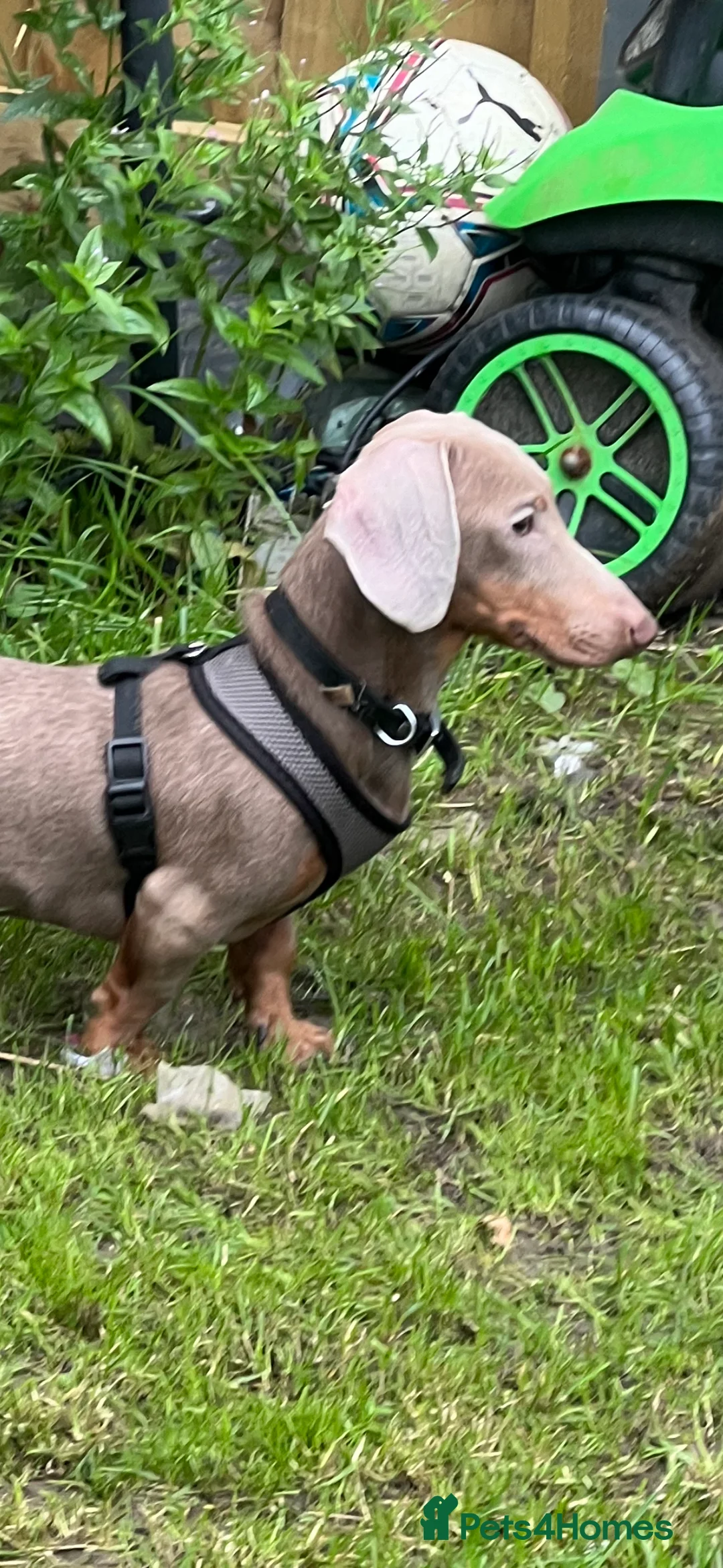 Dachshund dogs for stud: Blue Dachhund Proven Stud & Isabella cream stud, in Swansea - Advert 34