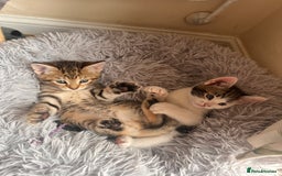 Toyger cats for sale: Adorable kitten  - Image 14