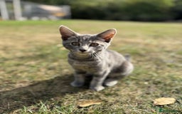 Mixed Breed cats for sale: Tabby - Image 1