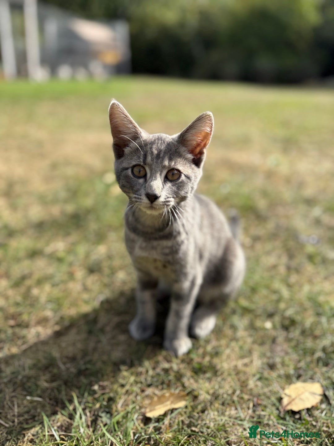 Mixed Breed cats for sale: Tabby - Image 1