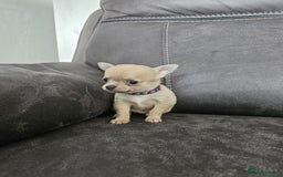 Chihuahua dogs for sale: Chihuahua for sale  - Image 13