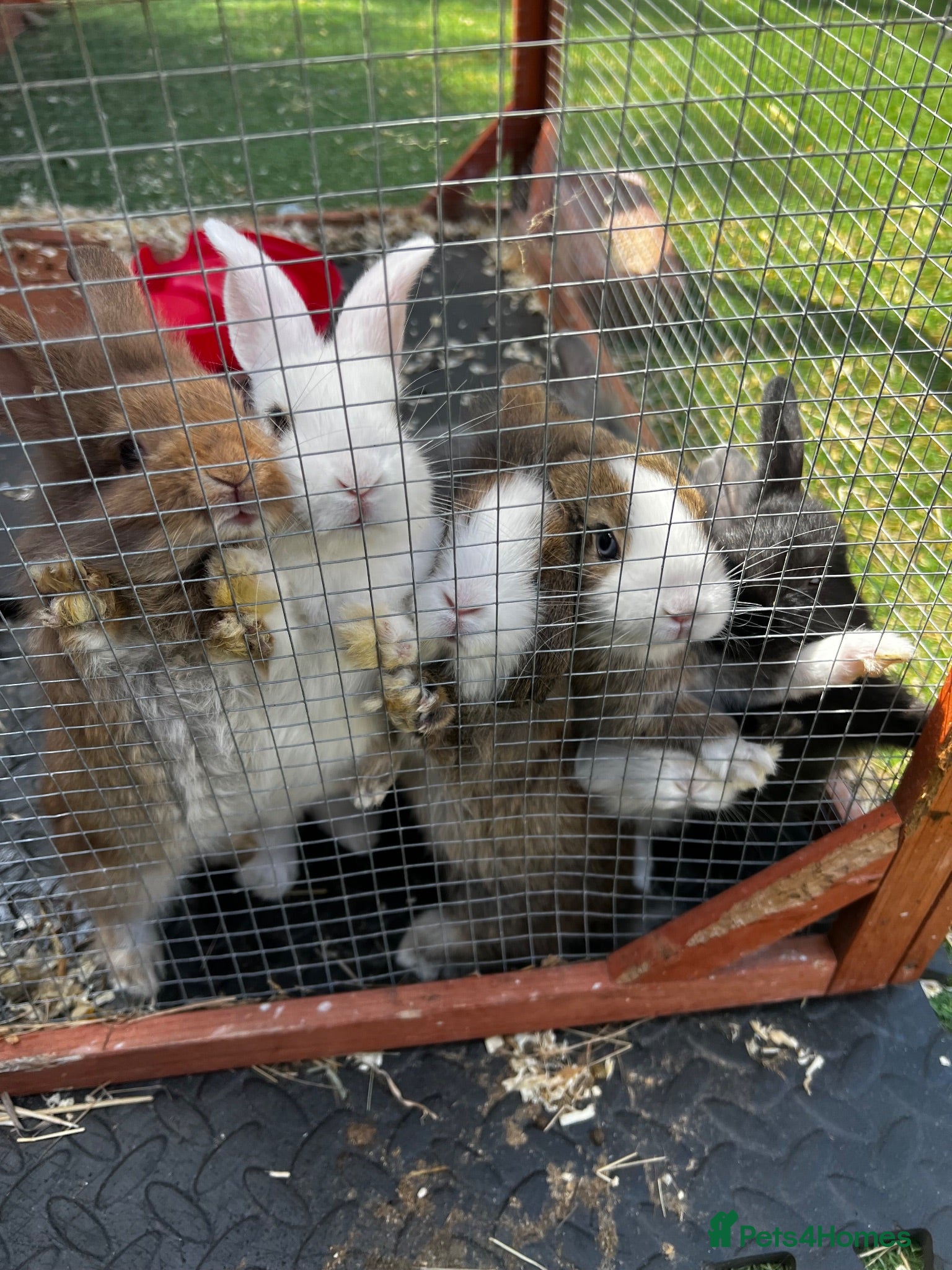 Lionhead rabbits Beautiful lion head and lion head lops rabbits  - Advert 1