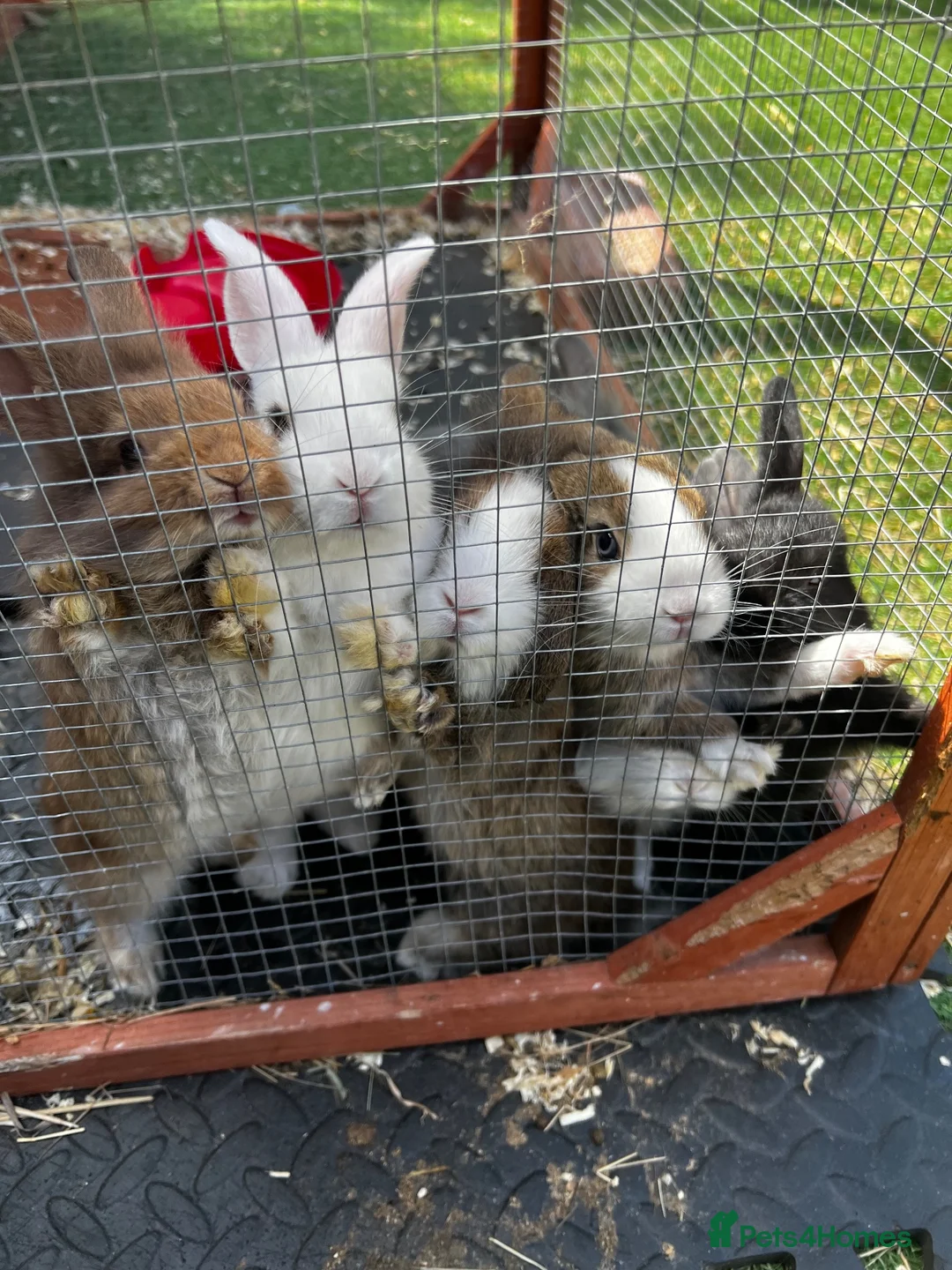 Lionhead rabbits for sale: Beautiful lion head and lion head lops rabbits  - Advert 1