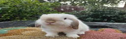 Mini Lop rabbits for sale: Baby mini lop rabbits    - Advert 3
