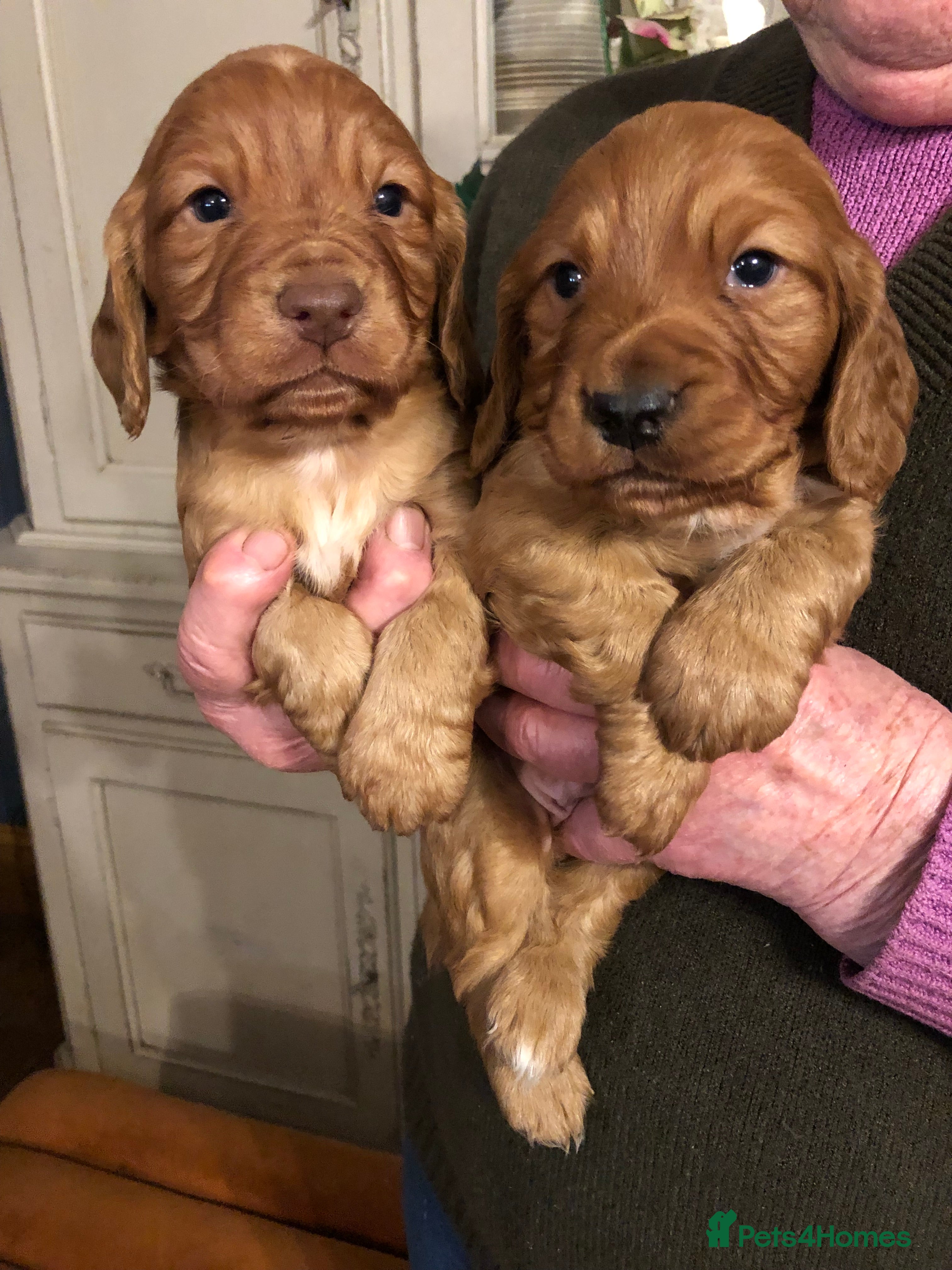 Cocker Spaniel dogs Cockerspaniel dog puppies - Advert 1