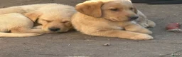 Labrador Retriever dogs for sale: Beautiful litter of mixed puppies  - Advert 14