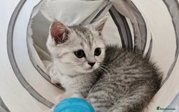 British Shorthair cats for sale: BRITISH SHORTHAIR CHAMPION BLOODLINE - Image 14