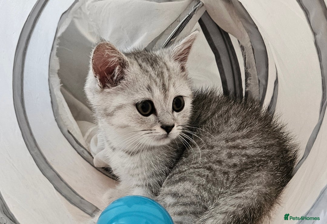 British Shorthair cats for sale: BRITISH SHORTHAIR CHAMPION BLOODLINE - Image 14