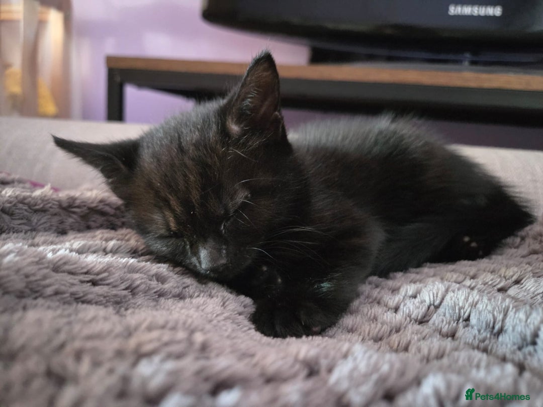 Mixed Breed cats for sale: 3 gorgeous kittens for sale - Advert 9