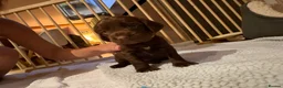 Cocker Spaniel dogs for sale: 6 Liver Cocker Spaniel Puppies - Advert 13