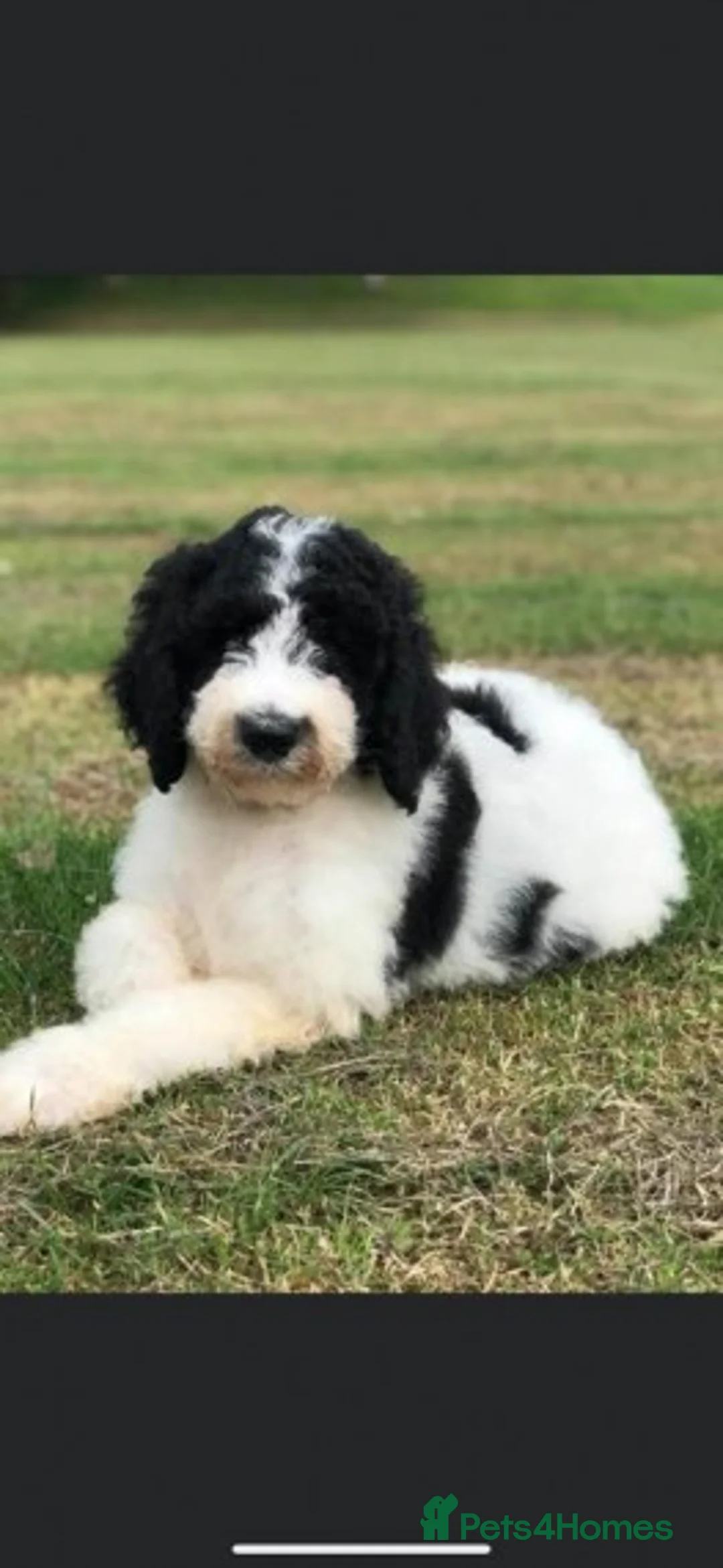 Standard Poodle dogs for stud: Standard party poodle in Marlborough - Advert 7