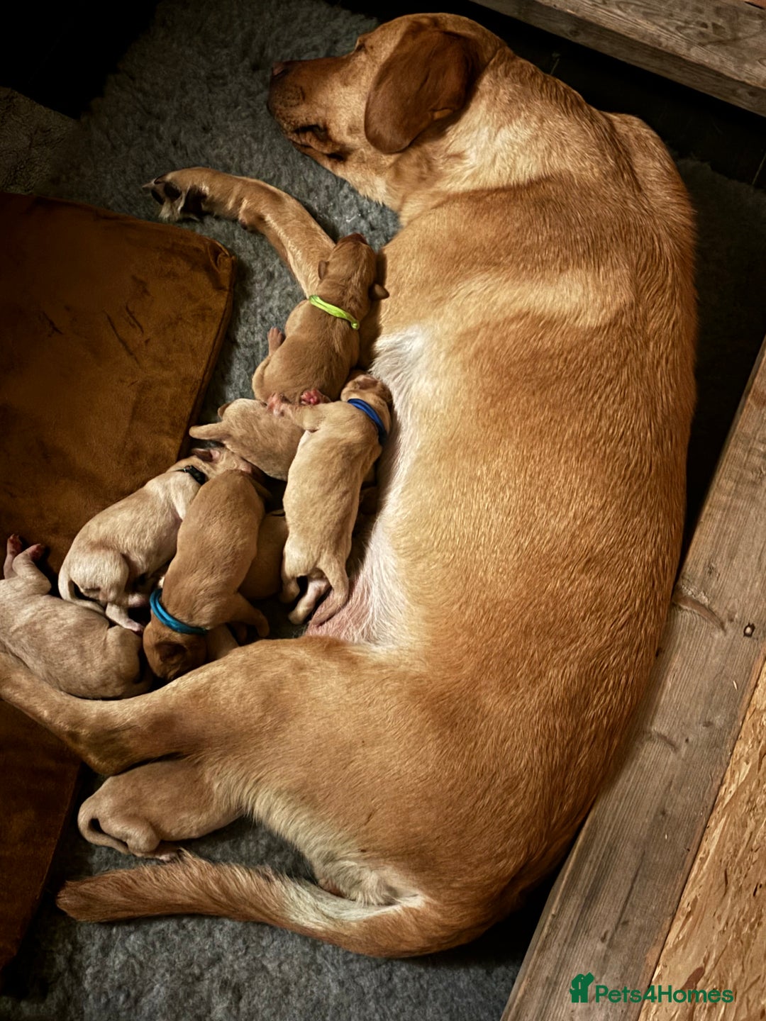 Springador dogs for sale: Labrador puppies (red/copper). Health checked.  - Image 14