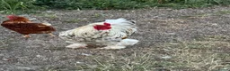 Chickens poultry for sale: Brahma cockerel  - Advert 2