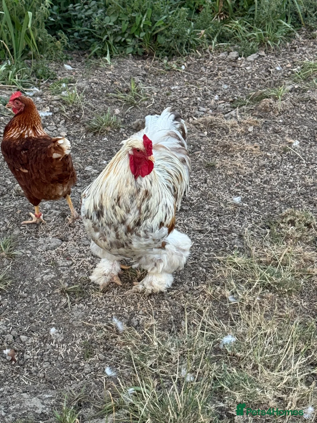 Chickens poultry for sale: Brahma cockerel  - Advert 2