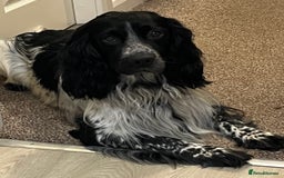 Cocker Spaniel dogs for sale: Working cocker spaniel puppies  - Image 11