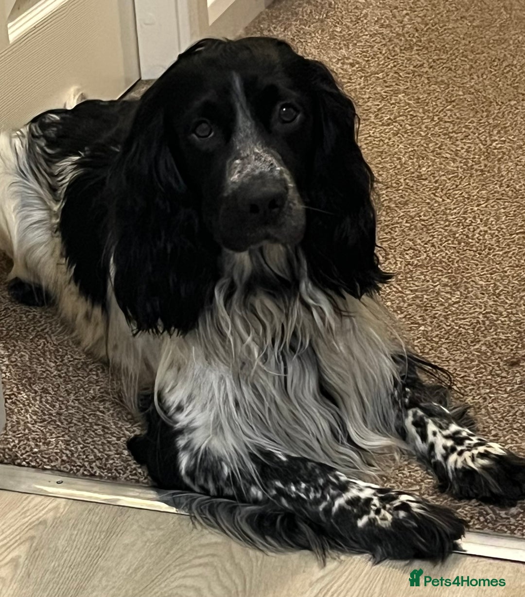 Cocker Spaniel dogs for sale: Working cocker spaniel puppies  - Image 11