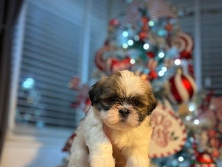 Lhasa Apso dogs Lhasa apso puppies - Advert 5