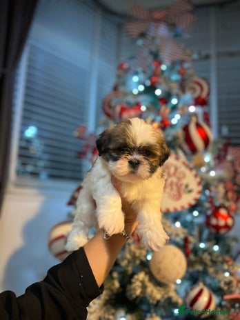 Lhasa Apso dogs Lhasa apso puppies - Advert 16