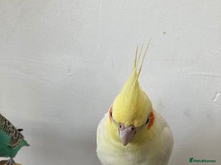 Mixed Breed birds Cockatiel and budgie (both male) - Advert 1