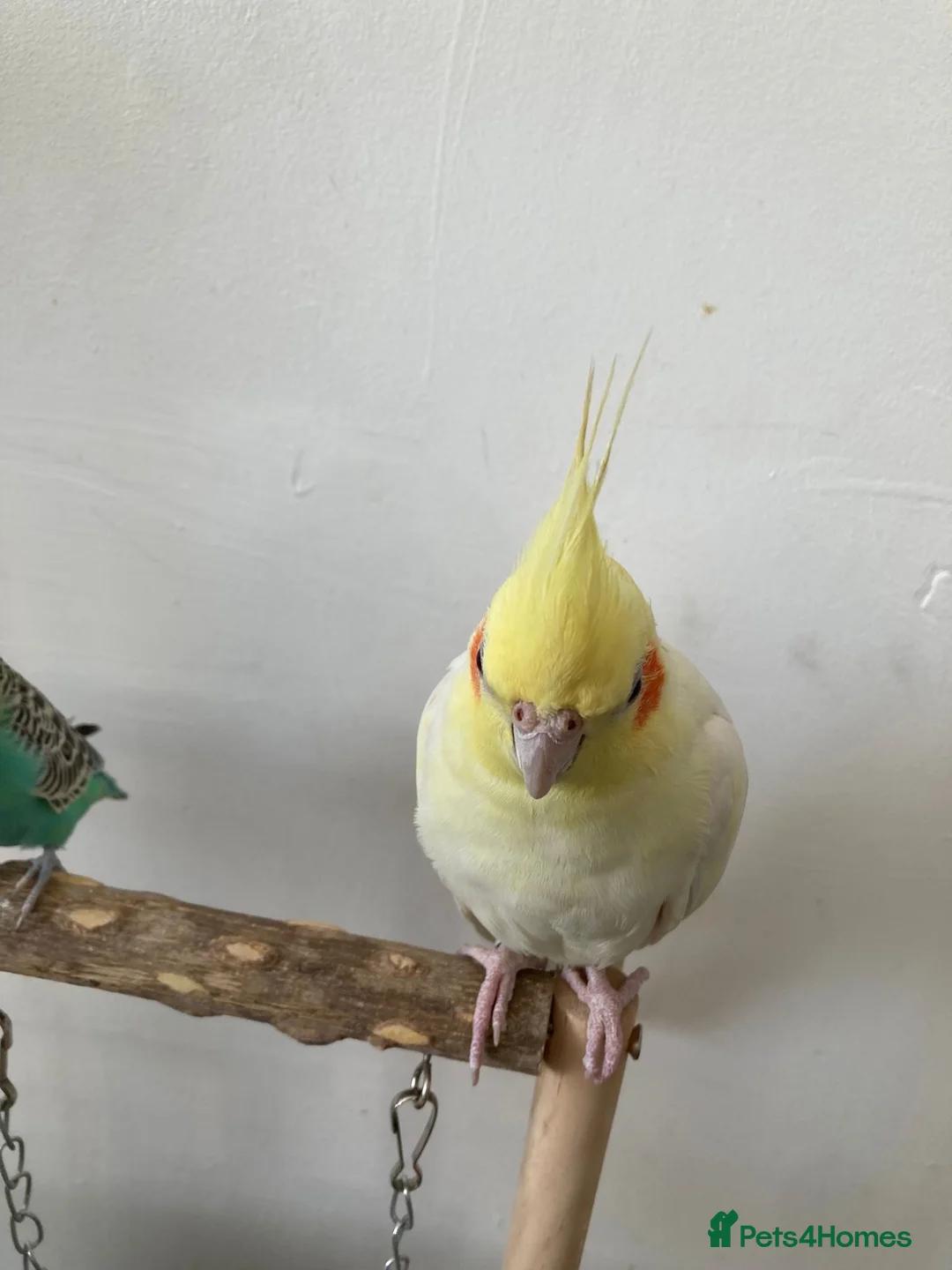 Mixed Breed birds for sale: Cockatiel and budgie (both male) - Advert 1