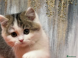 British Shorthair cats British shorthair golden tricolour TICA - Advert 16