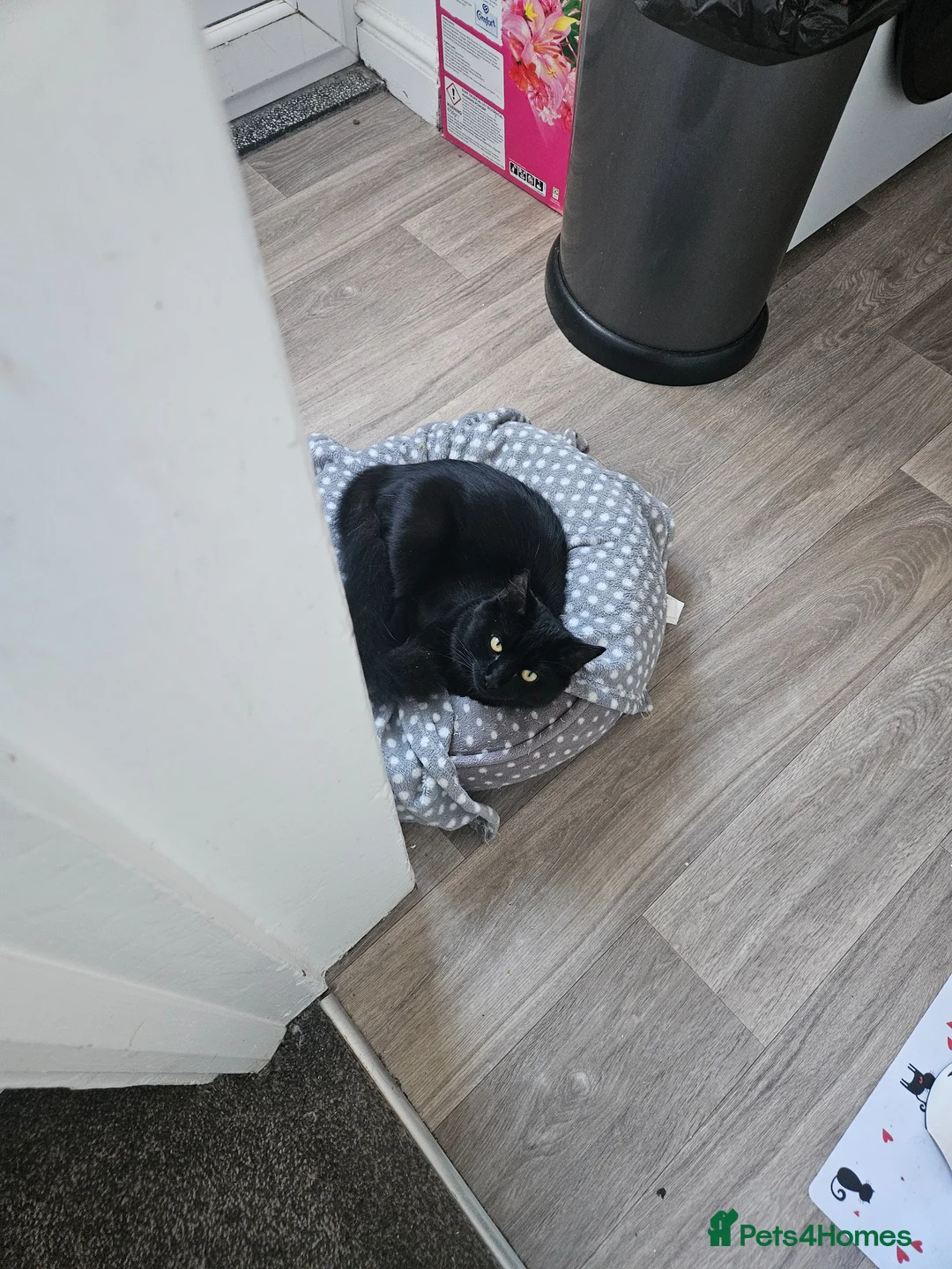 Maine Coon cats for sale: 11 month boy cat  in Sutton-in-Ashfield - Advert 2
