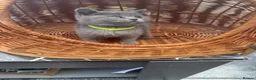 British Shorthair cats for sale: Gorgeous teddy British sh/l hair kittens,GCCF stud - Advert 14