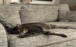 Domestic Shorthair cats for sale: Domestic Tabby For Rehome - Grey - Image 2