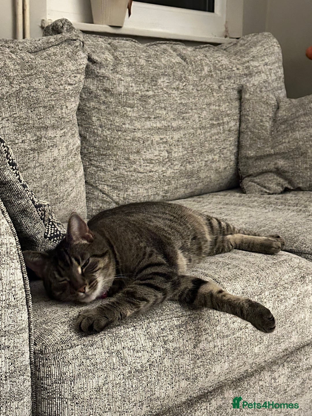 Domestic Shorthair cats for sale: Domestic Tabby For Rehome - Grey - Image 2