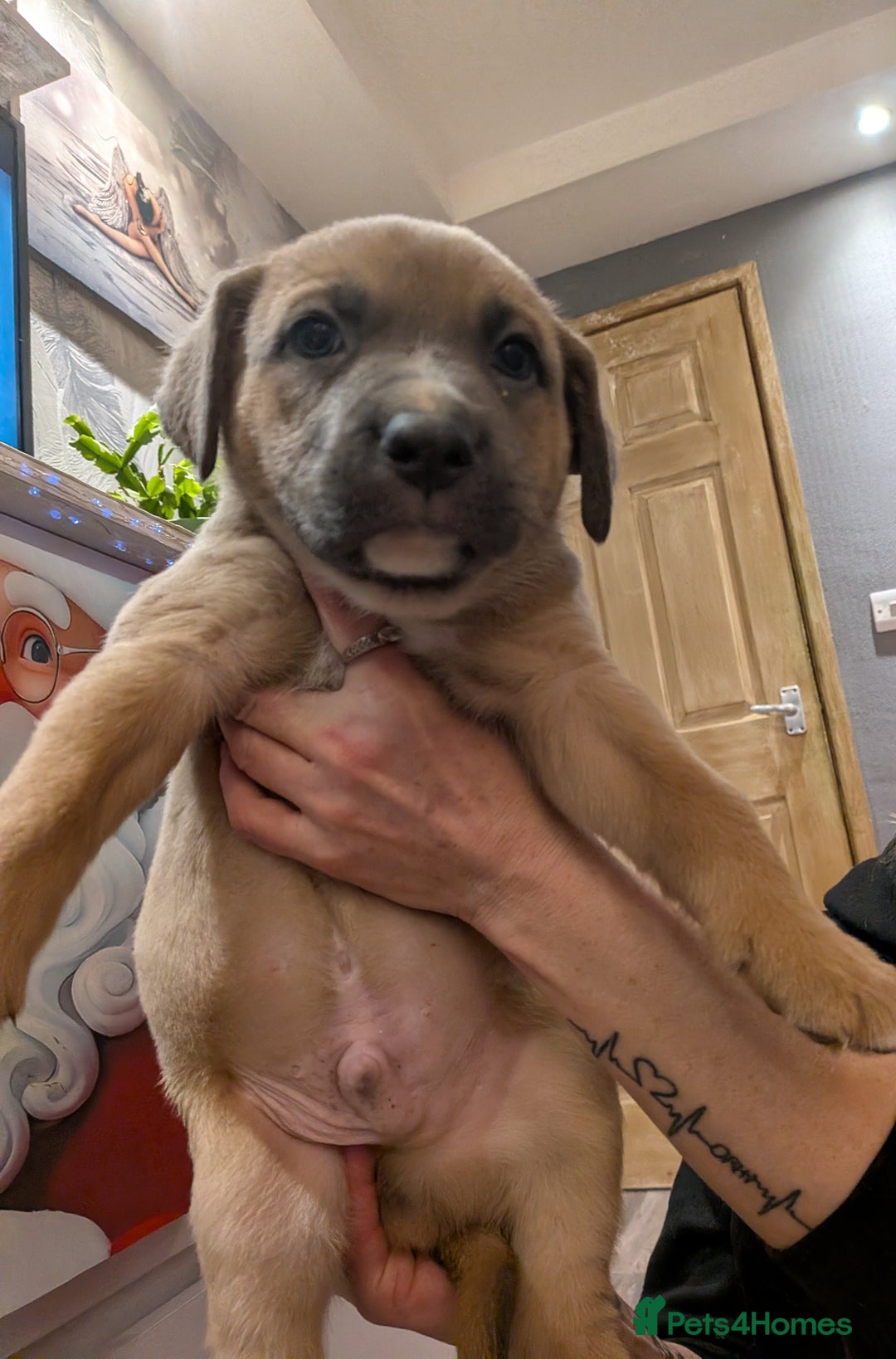 Mixed Breed dogs for sale: MixedBreed Mum Bullboxer Dad-King German Shepherd  - Advert 13