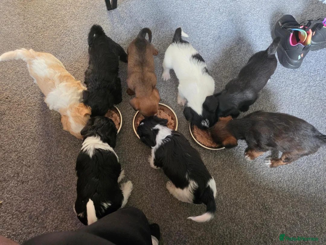Mixed Breed dogs for sale: F1 cockerpoos - Advert 2